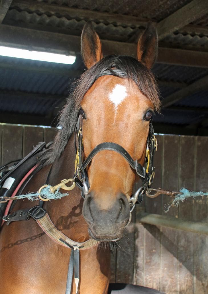 Picture of the author