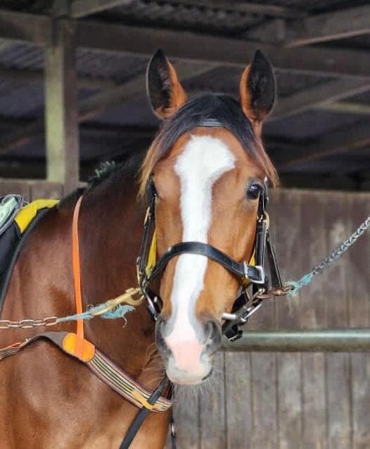 Picture of the author