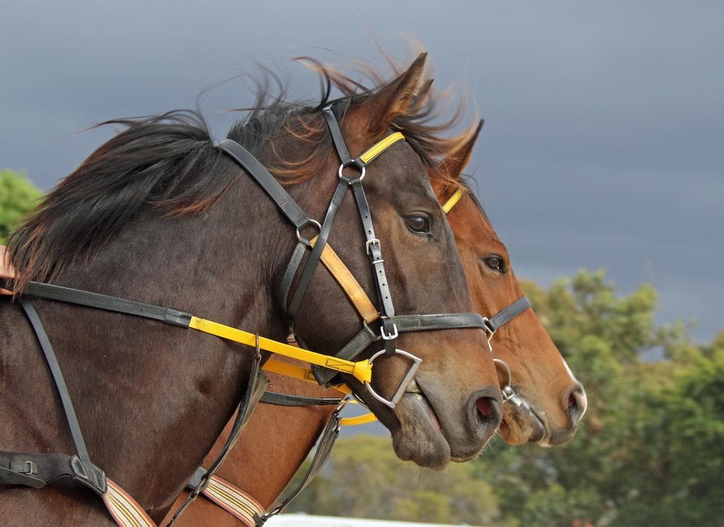 Picture of the author